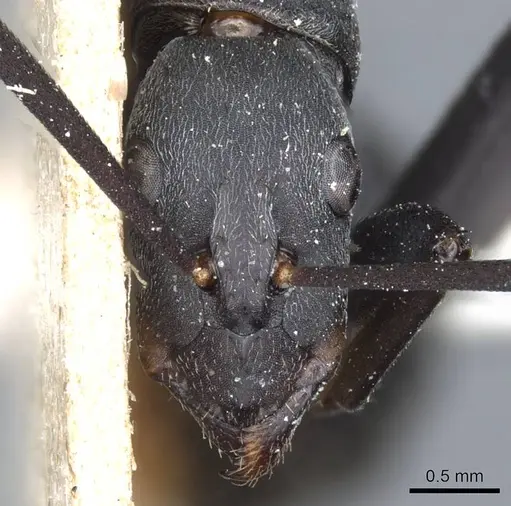 Camponotus petersii specimen CASENT0905363 image casent0905363_2
