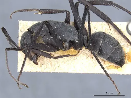 Camponotus petersii specimen CASENT0905363 image casent0905363_3