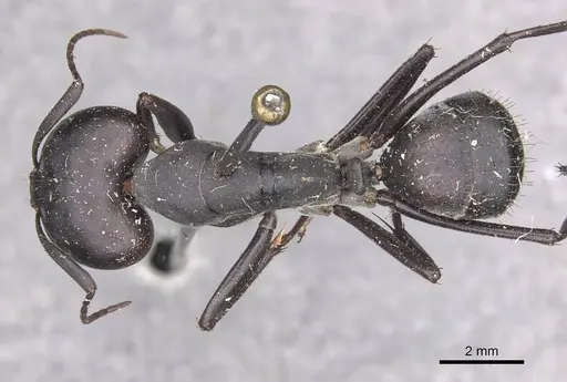 Camponotus petersii specimen CASENT0910319 image casent0910319_1