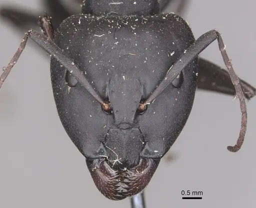Camponotus petersii specimen CASENT0910319 image casent0910319_2