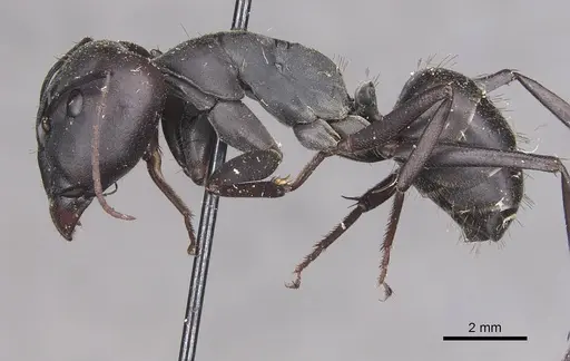 Camponotus petersii specimen CASENT0910319 image casent0910319_3