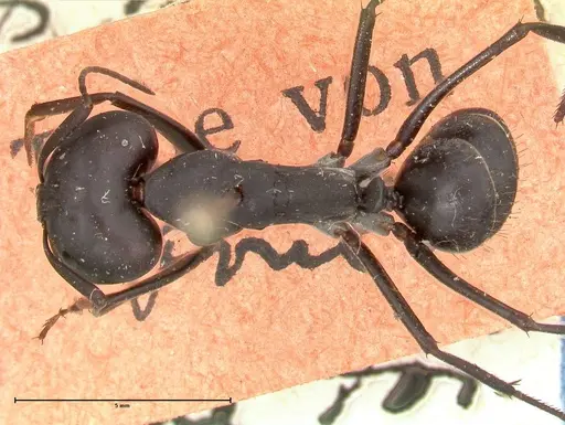Camponotus petersii specimen FOCOL0562 image focol0562_1