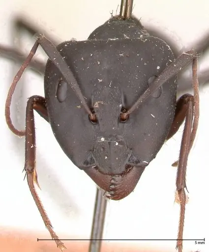Camponotus petersii specimen FOCOL0562 image focol0562_2