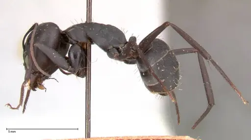 Camponotus petersii specimen FOCOL0562 image focol0562_3