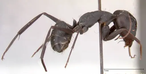 Camponotus petersii specimen FOCOL0562 image focol0562_4
