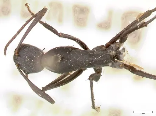 Camponotus petersii specimen FOCOL0563 image focol0563_1