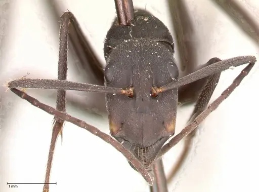 Camponotus petersii specimen FOCOL0563 image focol0563_2