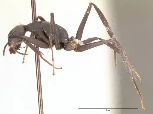 Camponotus petersii specimen FOCOL0563 image focol0563_3