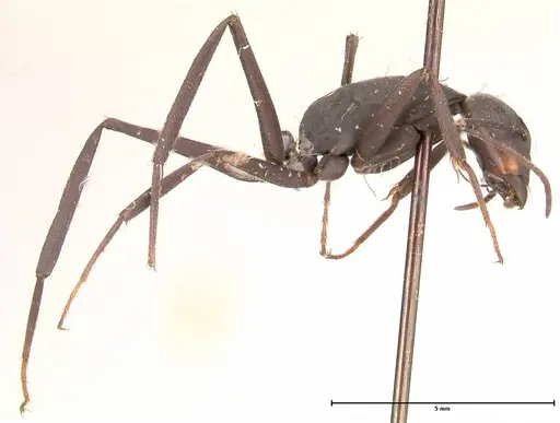 Camponotus petersii specimen FOCOL0563 image focol0563_4