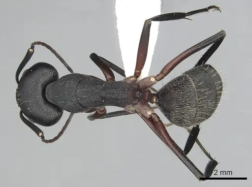Camponotus pexus specimen CASENT0249973 image casent0249973_1