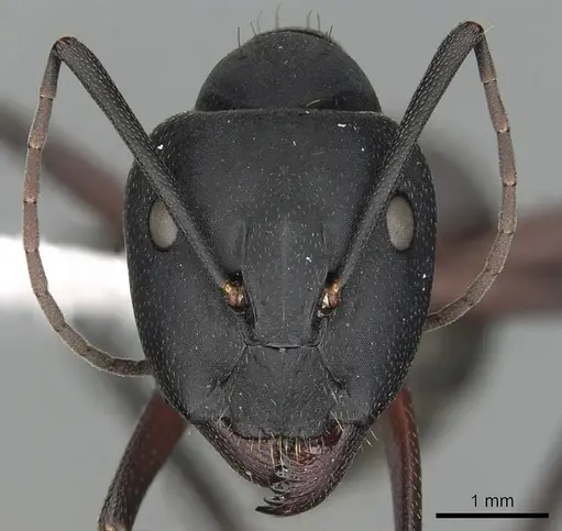 Camponotus pexus specimen CASENT0249973 image casent0249973_2