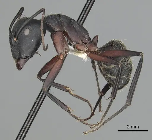 Camponotus pexus specimen CASENT0249973 image casent0249973_3