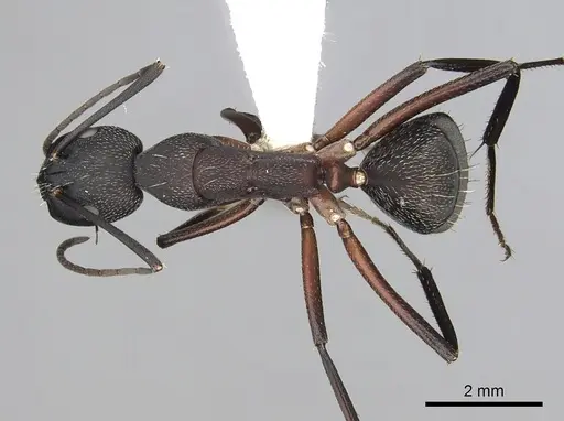 Camponotus pexus specimen CASENT0249974 image casent0249974_1