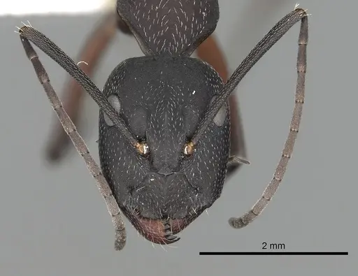 Camponotus pexus specimen CASENT0249974 image casent0249974_2