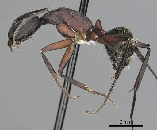 Camponotus pexus specimen CASENT0249974 image casent0249974_3