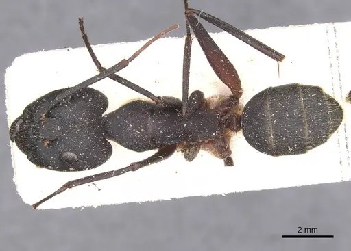 Camponotus pexus specimen CASENT0911773 image casent0911773_1