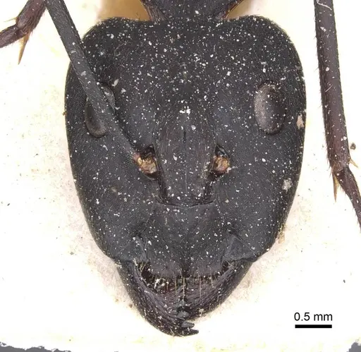 Camponotus pexus specimen CASENT0911773 image casent0911773_2