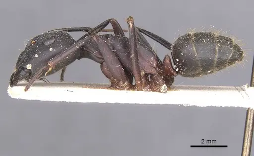 Camponotus pexus specimen CASENT0911773 image casent0911773_3