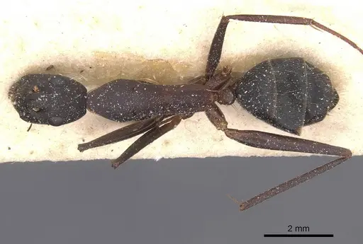 Camponotus pexus specimen CASENT0911774 image casent0911774_1