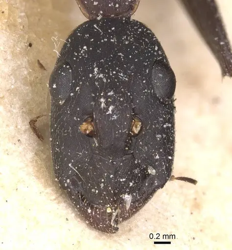 Camponotus pexus specimen CASENT0911774 image casent0911774_2
