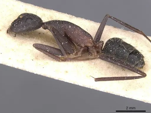 Camponotus pexus specimen CASENT0911774 image casent0911774_3