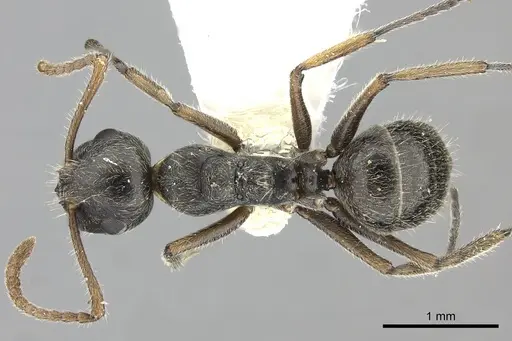 Camponotus philippinensis specimen CASENT0249120 image casent0249120_1