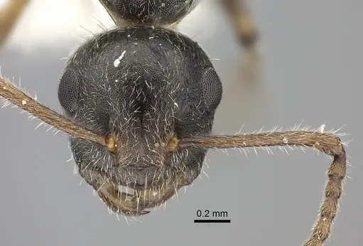 Camponotus philippinensis specimen CASENT0249120 image casent0249120_2