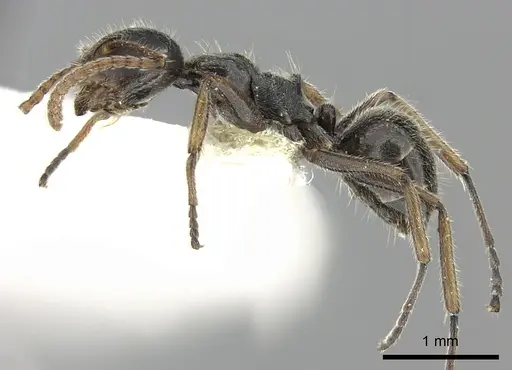 Camponotus philippinensis specimen CASENT0249120 image casent0249120_3