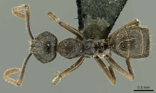 Camponotus philippinensis specimen CASENT0915594 image casent0915594_1