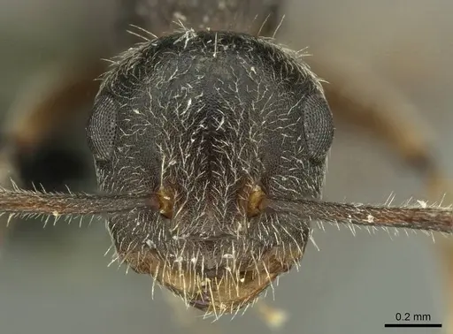 Camponotus philippinensis specimen CASENT0915594 image casent0915594_2