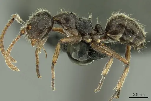 Camponotus philippinensis specimen CASENT0915594 image casent0915594_3
