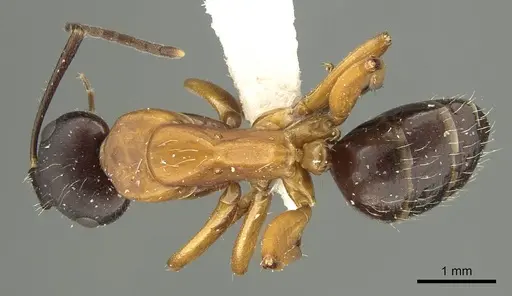 Camponotus philwardi specimen CASENT0915768 image casent0915768_1