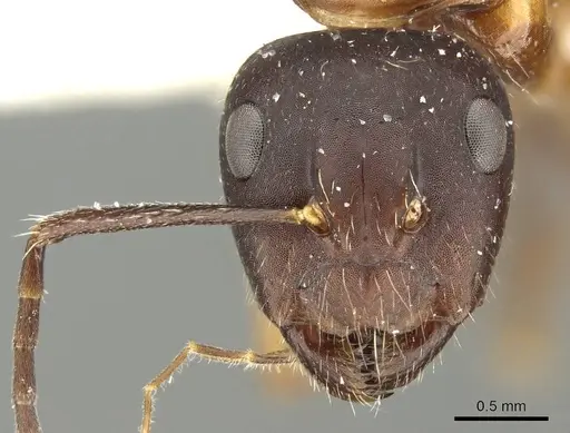 Camponotus philwardi specimen CASENT0915768 image casent0915768_2
