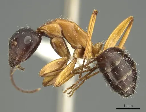 Camponotus philwardi specimen CASENT0915768 image casent0915768_3
