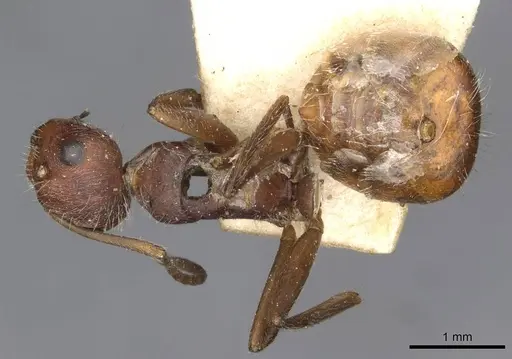 Camponotus piceatus specimen CASENT0910707 image casent0910707_1