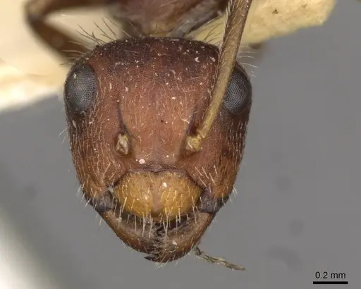 Camponotus piceatus specimen CASENT0910707 image casent0910707_2