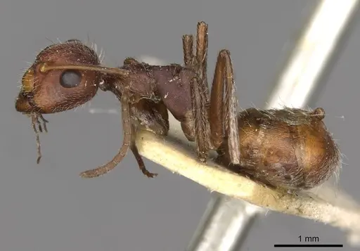 Camponotus piceatus specimen CASENT0910707 image casent0910707_3