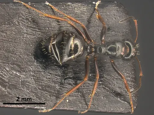 Camponotus piceus specimen ANTWEB1041244 image antweb1041244_1