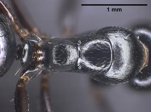 Camponotus piceus specimen ANTWEB1041244 image antweb1041244_2
