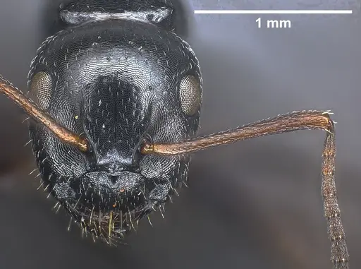 Camponotus piceus specimen ANTWEB1041244 image antweb1041244_3