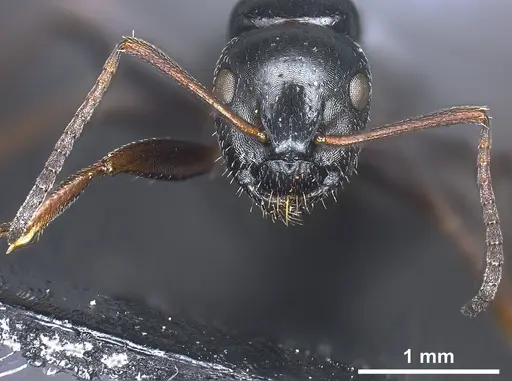 Camponotus piceus specimen ANTWEB1041244 image antweb1041244_4