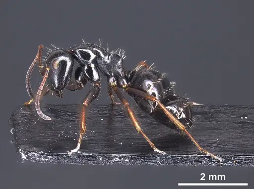 Camponotus piceus specimen ANTWEB1041244 image antweb1041244_5