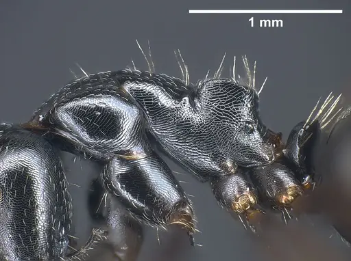 Camponotus piceus specimen ANTWEB1041244 image antweb1041244_6