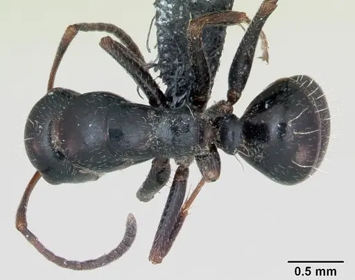 Camponotus piceus specimen CASENT0173136 image casent0173136_1