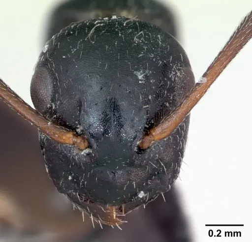 Camponotus piceus specimen CASENT0173136 image casent0173136_2