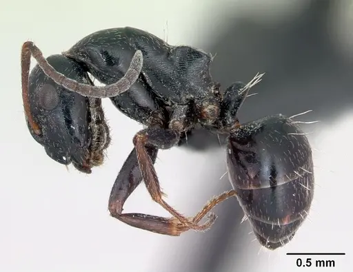 Camponotus piceus specimen CASENT0173136 image casent0173136_3