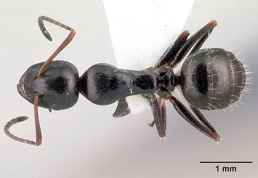 Camponotus piceus specimen CASENT0179869 image casent0179869_1