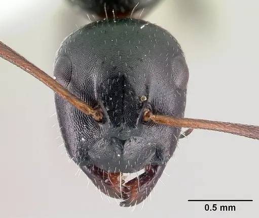 Camponotus piceus specimen CASENT0179869 image casent0179869_2