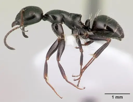 Camponotus piceus specimen CASENT0179869 image casent0179869_3