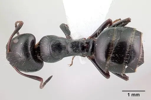 Camponotus piceus specimen CASENT0179870 image casent0179870_1